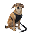 Strap Harness