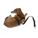 Strap Harness
