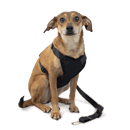 Dog Travel Kit Large (Harness, Travel Bottle, Travel Bowl, First Aid Kit)