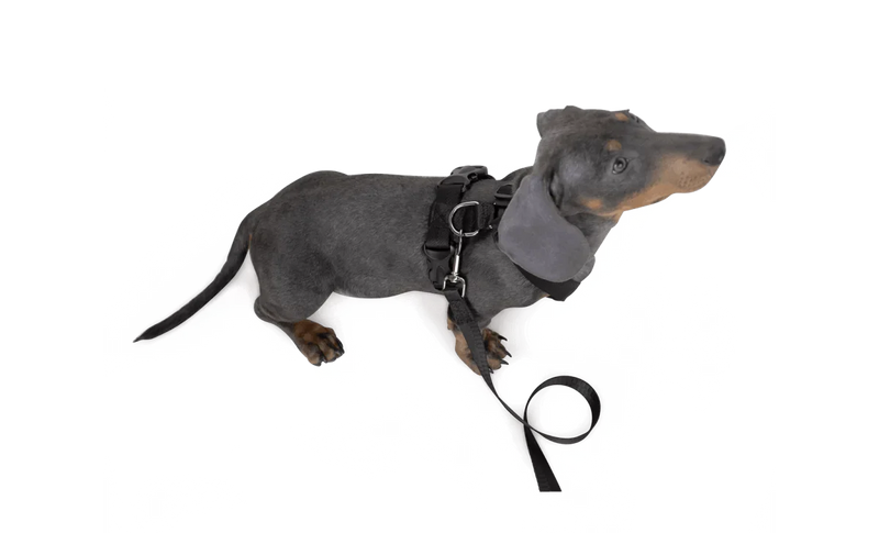 Dog Travel Kit Small (Harness, Travel Bottle, Travel Bowl, First Aid Kit)